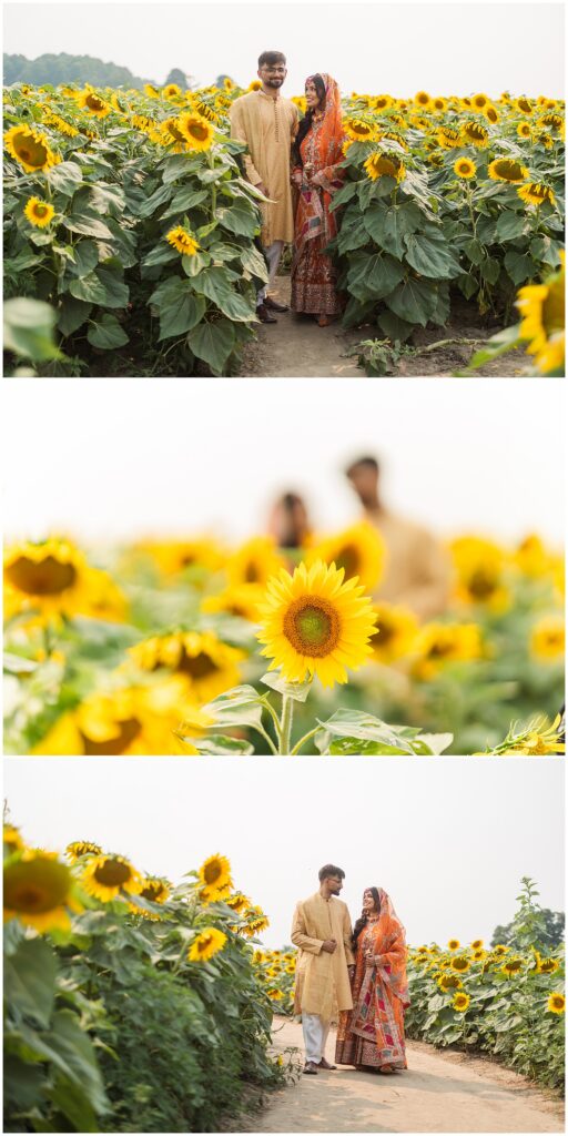 A couple posing in a sunflower field for their pakistani mehendi in oakville